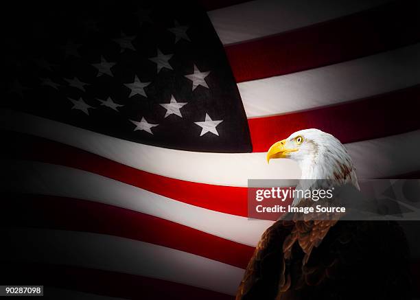 bald eagle and american flag - bald eagle with american flag stockfoto's en -beelden