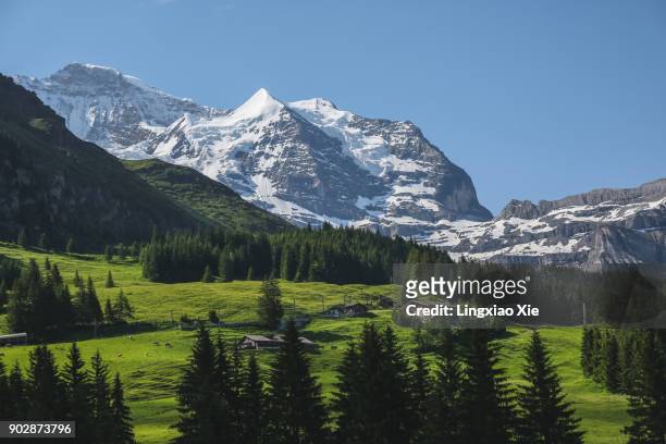 famous jungfrau mountain with forest and valley, bernese alps, switzerland - switzerland alps stock pictures, royalty-free photos & images