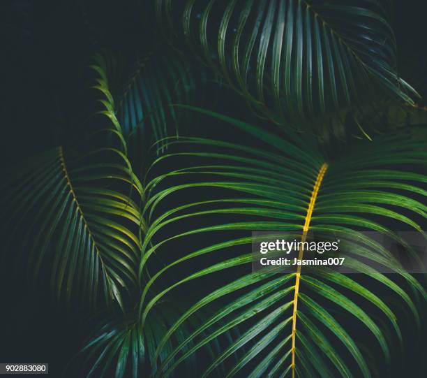 palm leaves background - palm tree texture stock pictures, royalty-free photos & images