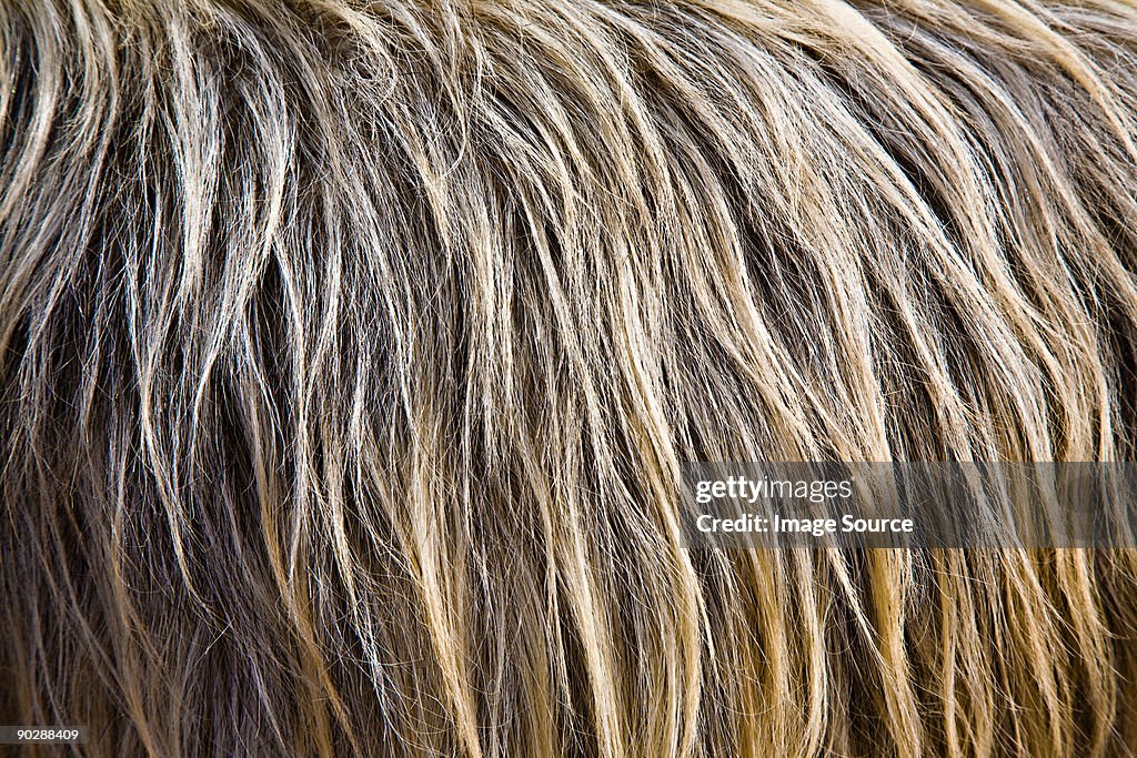 Close up image of animal fur