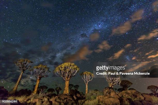 wide-angle, nighttime view of the milky way and quiver trees - quivertree forest stockfoto's en -beelden
