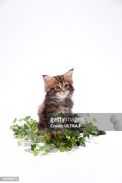 maine coon cat and ornament of ivy - moving down to seated position stock pictures, royalty-free photos & images