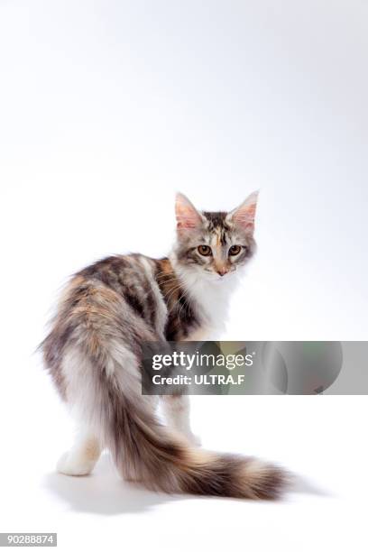 maine coon cat - maine coon cat stock-fotos und bilder