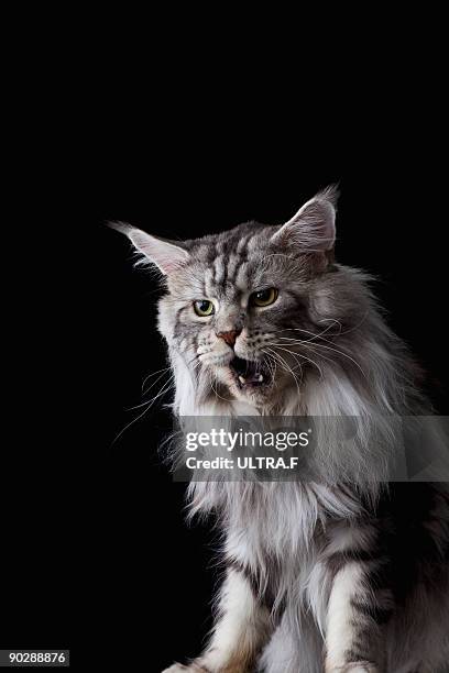 maine coon cat - threat intelligence stock pictures, royalty-free photos & images