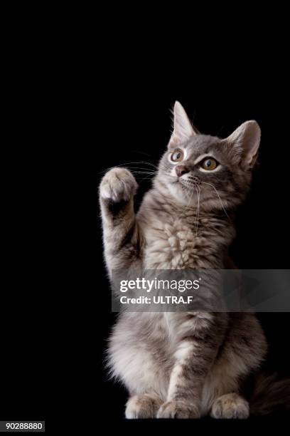 a kitten of saiberian cat - animal hand stock pictures, royalty-free photos & images