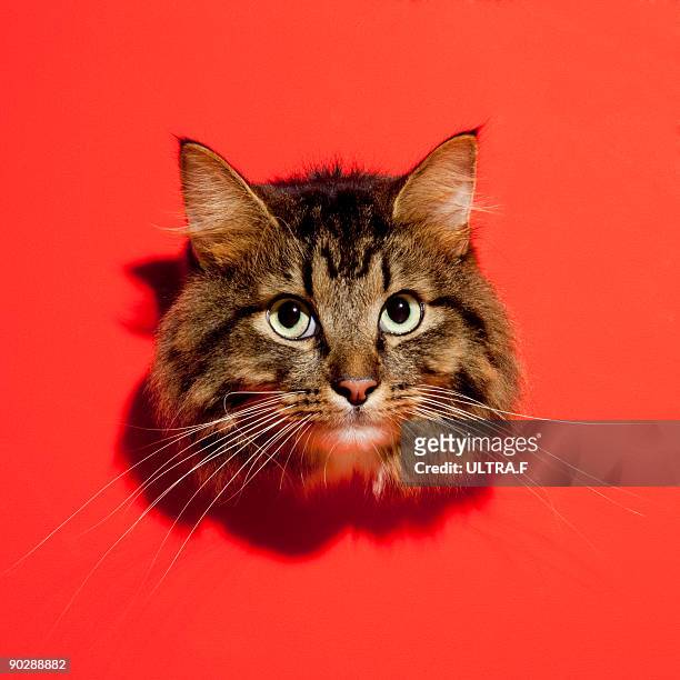 saiberian cat - animal head stock pictures, royalty-free photos & images