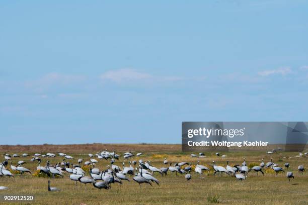 Demoiselle crane congregating for their migration south on the Mongolian steppes near Kharakhorum, Mongolia.