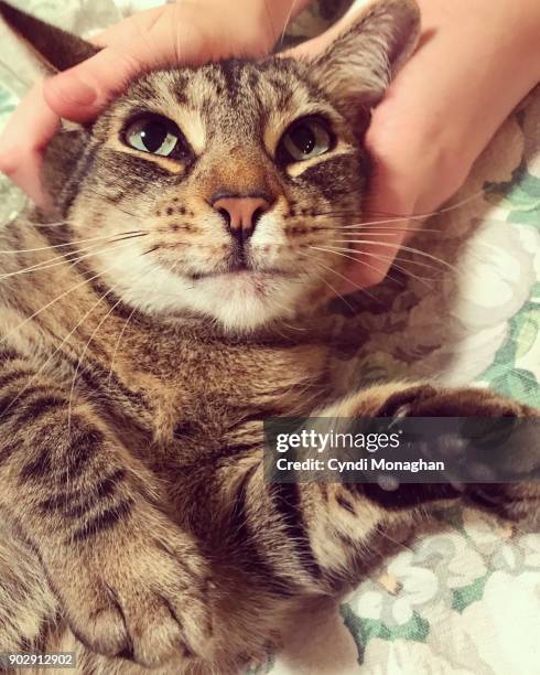 kitty getting his head scratched - girl scratching head stock pictures, royalty-free photos & images