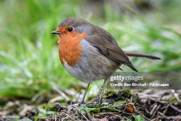 Robin Rains Photos and Premium High Res Pictures - Getty Images