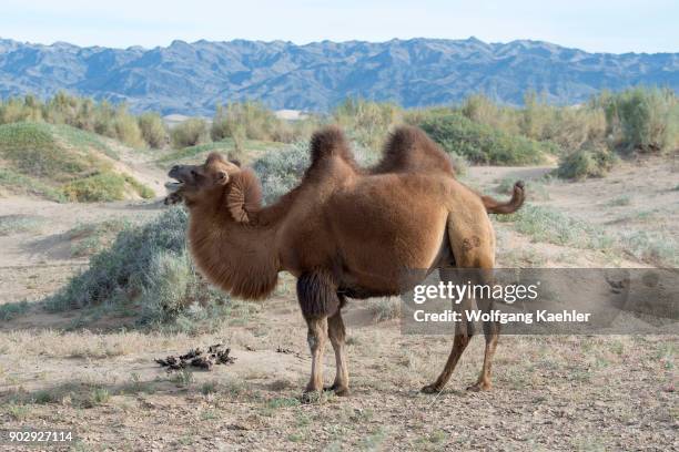 Bactrian camel grazing amongst Saxaul trees at the Hongoryn Els sand dunes in the Gobi Desert in southern Mongolia.