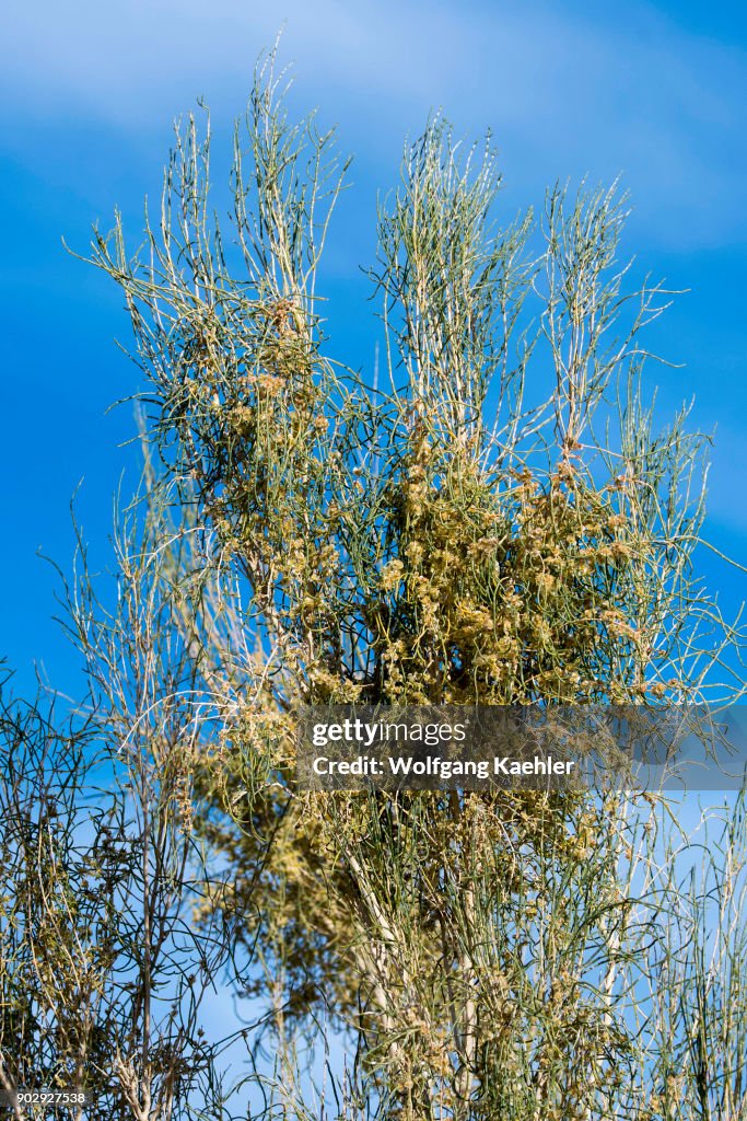 Haloxylon Tree Close-up of a flowering Saxaul tree at the Hongoryn Els sand dunes in ...