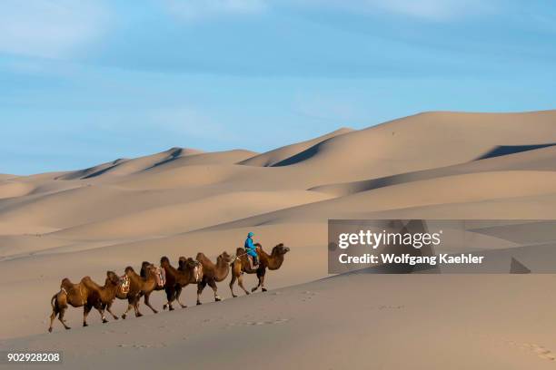 Mongolian herder is riding with Bactrian camels in the Hongoryn Els sand dunes in the Gobi Desert, Gobi Gurvansaikhan National Park in southern...