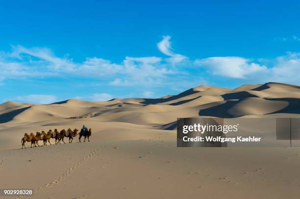 Mongolian herder is riding with Bactrian camels in the Hongoryn Els sand dunes in the Gobi Desert, Gobi Gurvansaikhan National Park in southern...