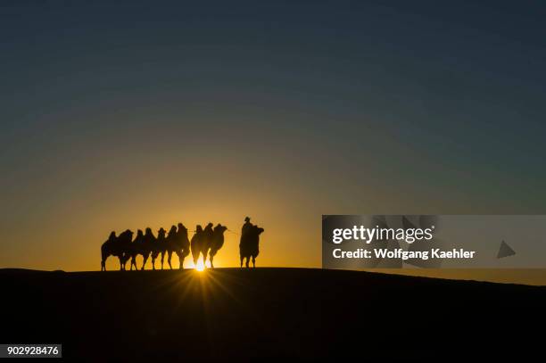 Mongolian herder is riding with Bactrian camels at sunset on the Hongoryn Els sand dunes in the Gobi Desert, Gobi Gurvansaikhan National Park in...