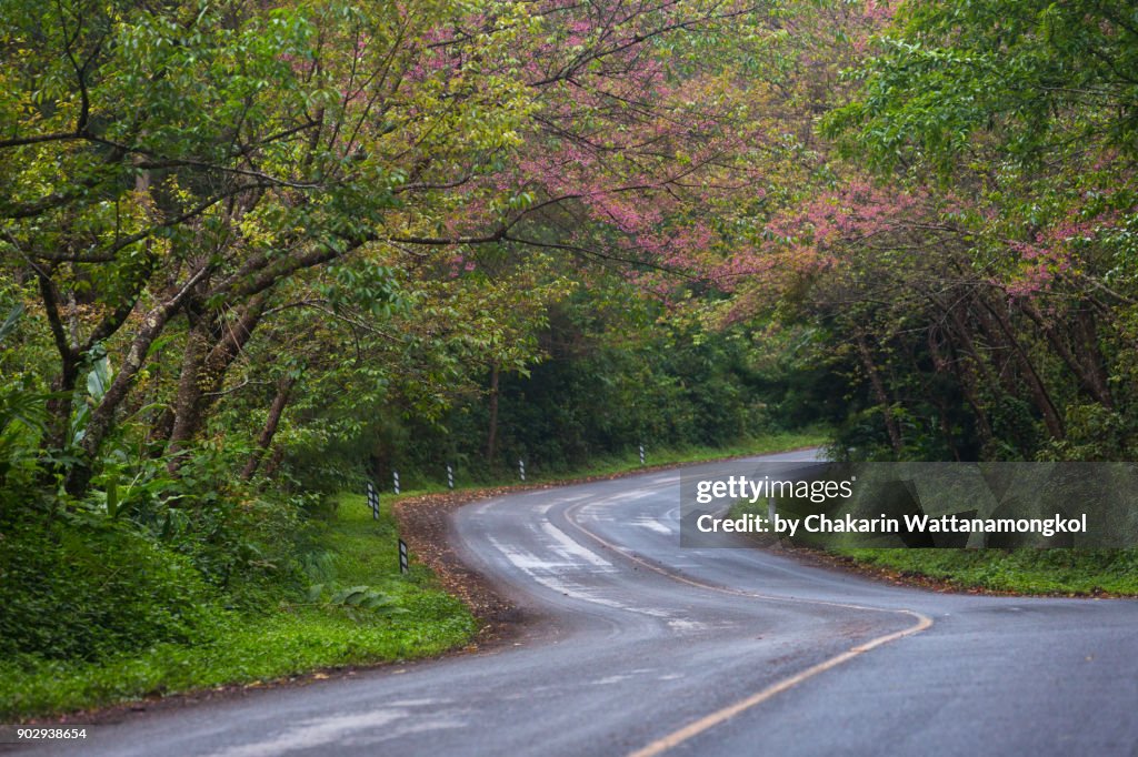 Cherry Blossom and Curved Road.