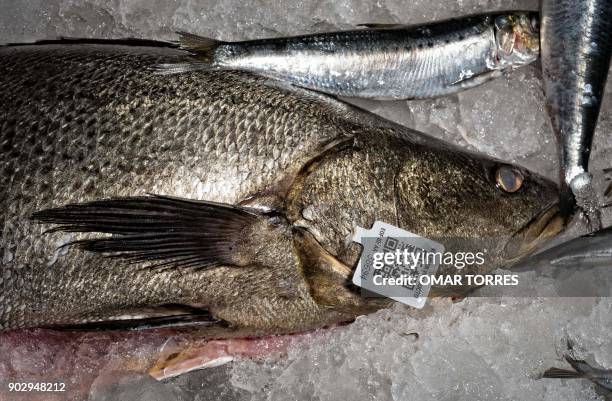 Certified legally fished Totoaba is seen at the Pescamar fair in Mexico City on June 28, 2017. As Totoaba's swim bladders are a delicacy in China,...