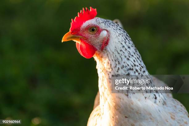 free range hen chicken in the morning light - freilandhuhn stock-fotos und bilder