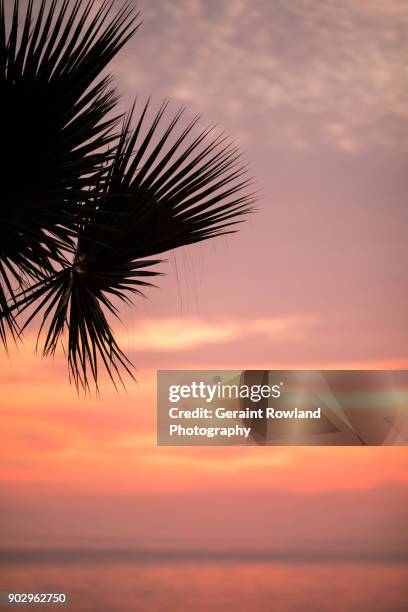the palm & the sunset, peru - lima peru sunset stock pictures, royalty-free photos & images