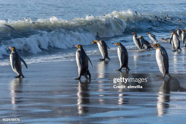 king penguins going fishing at st andrews bay south georgia - st andrew's bay stock pictures, royalty-free photos & images