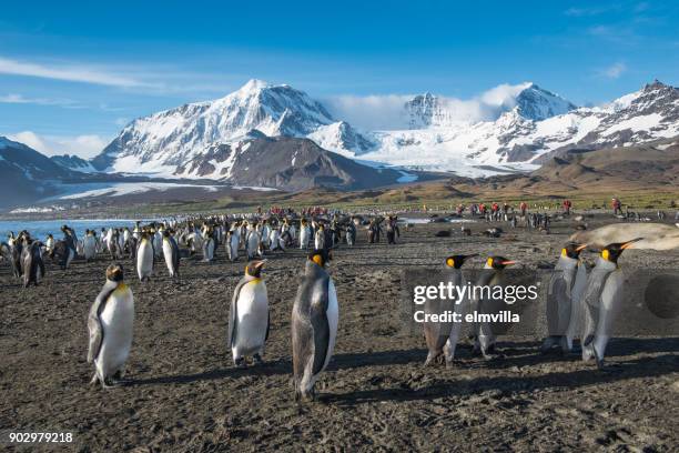 king penguins at st andrews bay south georgia - st andrew's bay stock pictures, royalty-free photos & images