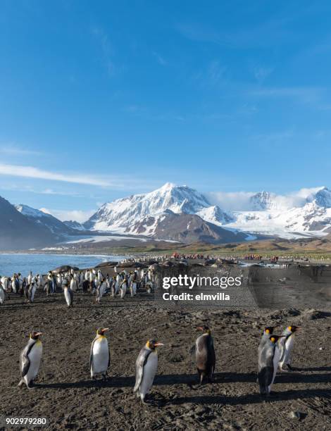 king penguins at st andrews bay south georgia - st andrew's bay stock pictures, royalty-free photos & images