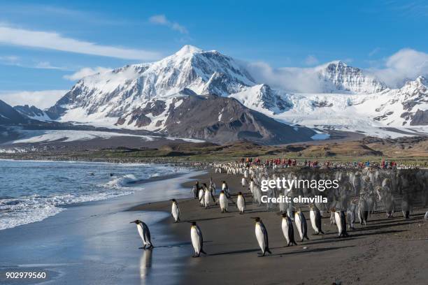 koning penguins in st andrews bay zuid-georgië - st andrews bay stockfoto's en -beelden