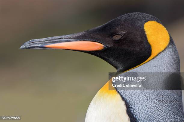 king penguin head close up - st andrew's bay stock pictures, royalty-free photos & images