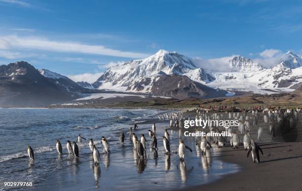 king penguins at st andrews bay south georgia - st andrew's bay stock pictures, royalty-free photos & images