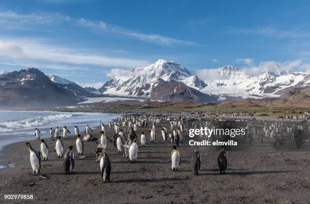 koning penguins in st andrews bay zuid-georgië - st andrews bay stockfoto's en -beelden