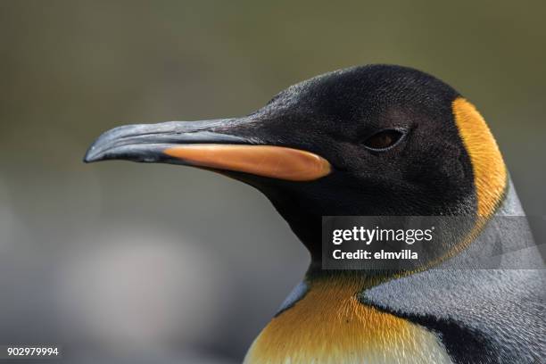 koning pinguïn hoofd close-up - st andrews bay stockfoto's en -beelden