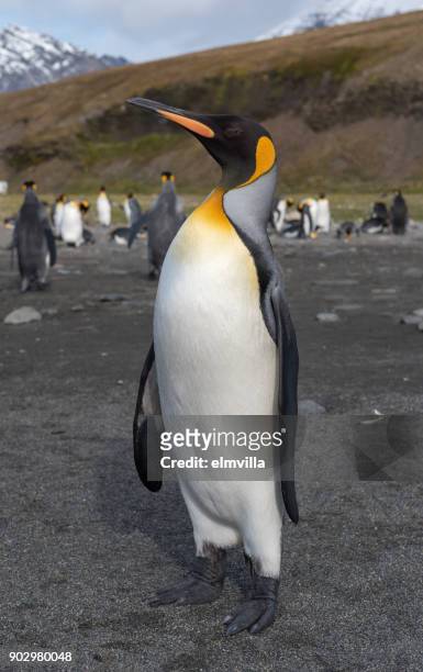 koning pinguïn staande bij st andrews bay south georgia - st andrews bay stockfoto's en -beelden