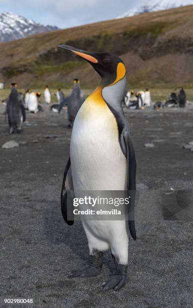 king penguin standing at st andrews bay south georgia - st andrew's bay stock pictures, royalty-free photos & images