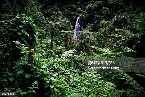 bouma national park rainforest - fiji jungle stock pictures, royalty-free photos & images