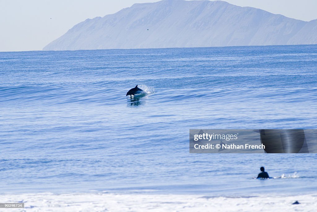 Dolphin Body Surfing