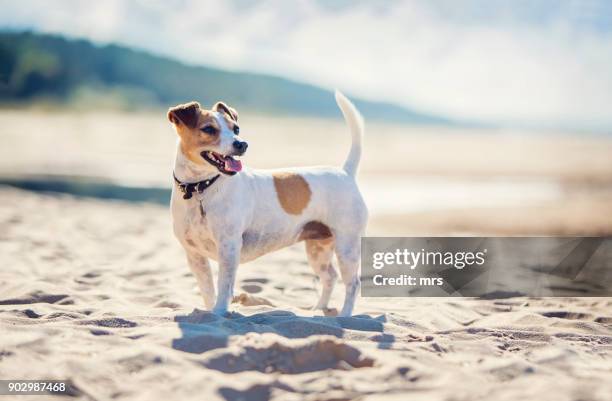 jack russel terrier - terrier photos et images de collection