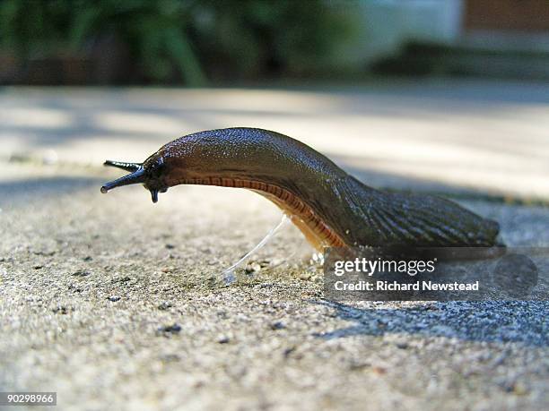 urban slug - slimed stock pictures, royalty-free photos & images