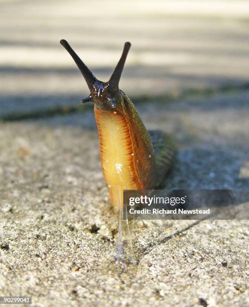 urban slug - kleverig stockfoto's en -beelden