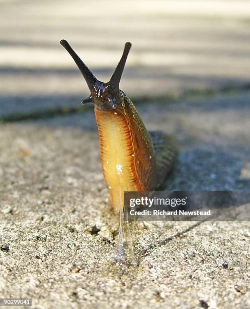 urban slug - molusco invertebrado - fotografias e filmes do acervo