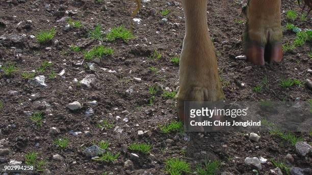 cow's hooves on ground - hoof stock pictures, royalty-free photos & images