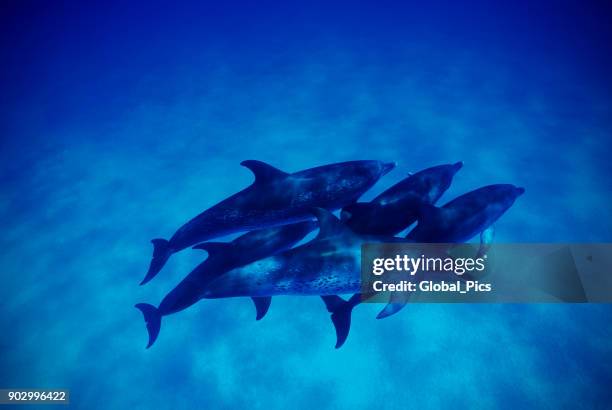 flasknosdelfiner (tursiops truncatus), bahamas - bahama banks bildbanksfoton och bilder