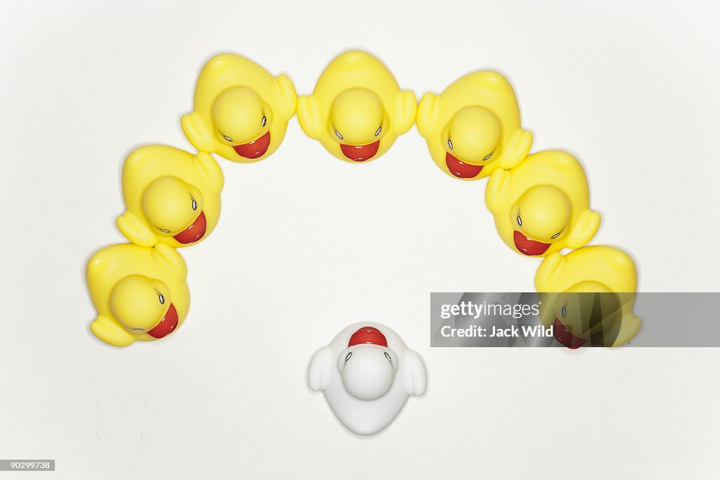 Seven yellow ducks surround one white duck