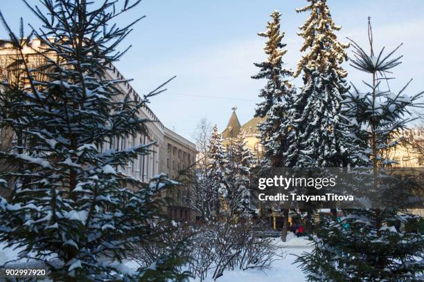 snow-covered firs in the center of riga, view of the tower with a black cat - latvia forest stock pictures, royalty-free photos & images