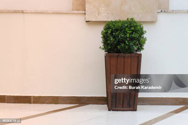 flowers in a pot - 鉢植え 無人 ストックフォトと画像