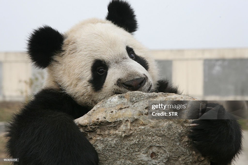 A Giant Panda plays at a zoo in Xian, no