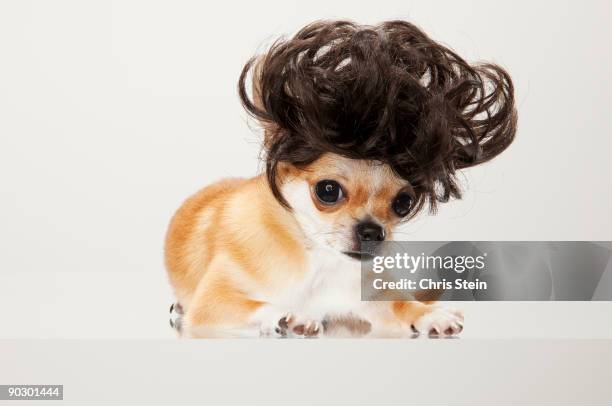 tan chihuahua dog wearing a wig - tupé fotografías e imágenes de stock