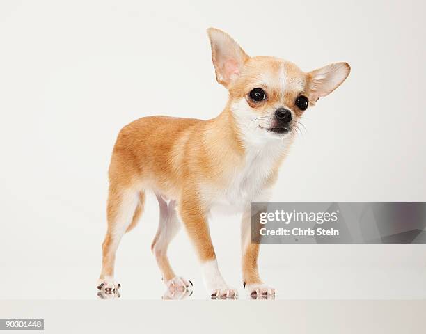 tan chihuahua dog portrait - chihuahua dog stockfoto's en -beelden