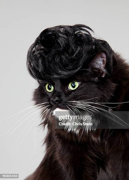 Black and white cat wearing a black wig