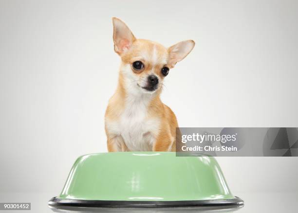 tan chihuahua dog in a dog dish - dog bowl stock pictures, royalty-free photos & images