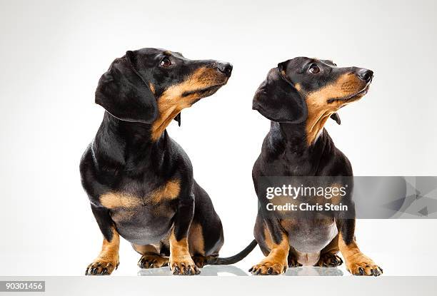 portrait of two dachshund dogs - teckel stock-fotos und bilder