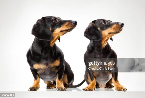portrait of two dachshund dogs - zwei tiere stock-fotos und bilder